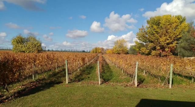 Номер Standard Posada Cavieres Wine Farm