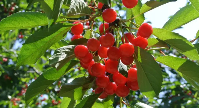Alloggio Cantalupo, Varaa Hotelli Formigine Emilia-Romagna