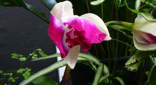 Wind Song Bed and Breakfast, Prenota Hotel Little Swanport Tasmania