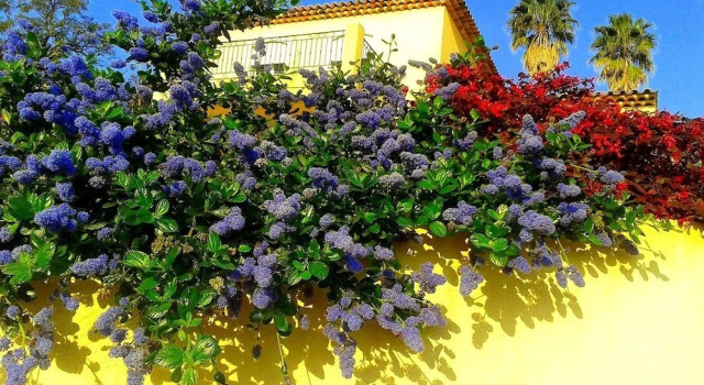 Villa Jacaranda