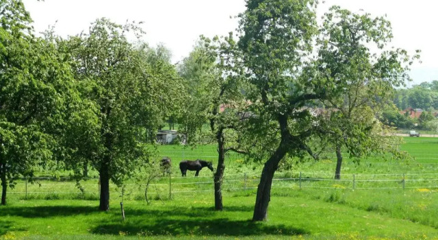 Коттедж Schwarzwald Ferienhaus Im Birkenweg