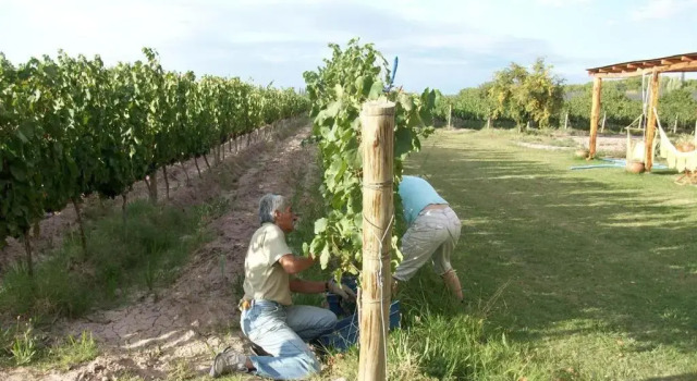 Номер Standard Posada Cavieres Wine Farm