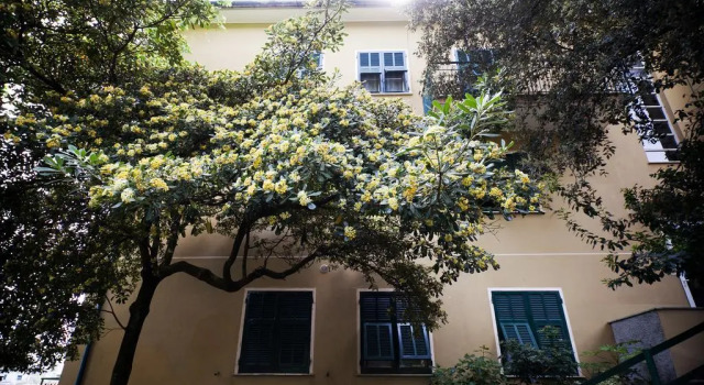 Pineta DellIguana