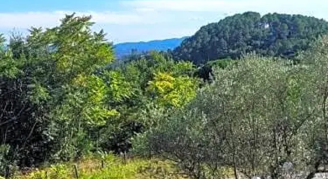 Les AILANTHES