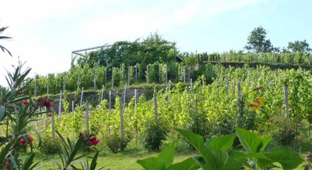 Dağ manzaralı daire Weingut Mariaberg