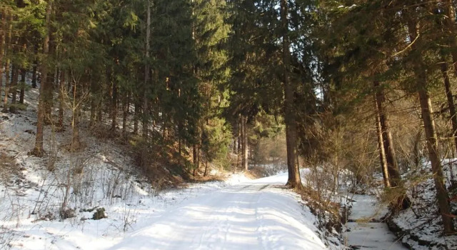 Номер Standard Pension Fortuna