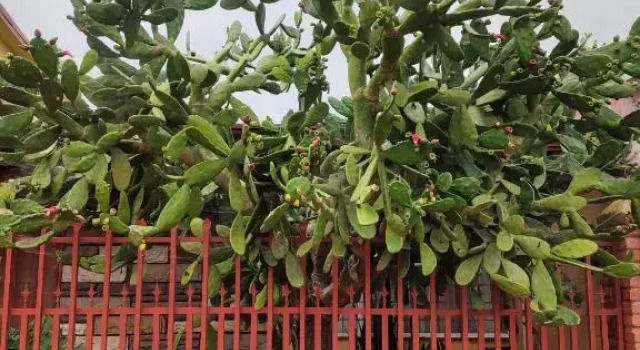 The Cozy Cactus House Cartago Centro English Spoke, Réserver Hôtel Cartago 