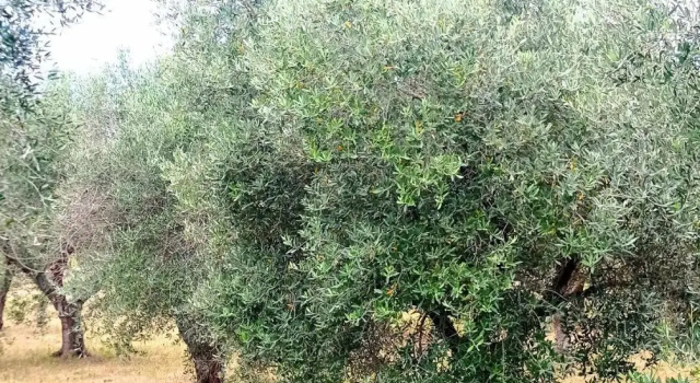 Tenuta Bardi, Забронировать Отель Гуаньяно Саленто