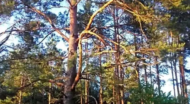 EKOLANDIA Domek na wynajem, Varaa Hotelli Tuszkowy Pommeri