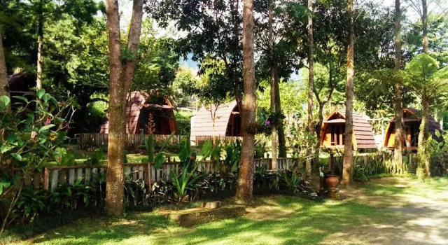 Oak Tree Bali