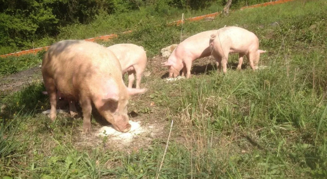 Agriturismo Il Gelso Nero