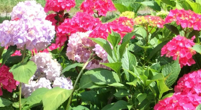 Двухместный номер Standard с видом на озеро Landhaus GRETE