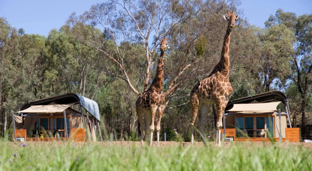 Zoofari Lodge at Taronga Western Plains, Book Vacation Home Dubbo Central West NSW