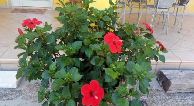 Casa Panoramica Greco, Buchen Sie Ferienwohnung Monopoli Metropolitanstadt Bari