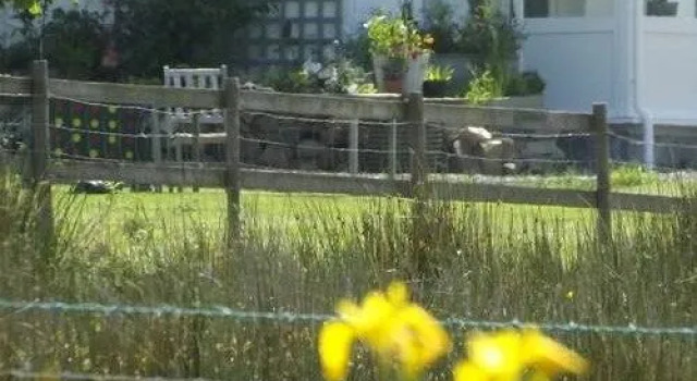 The Swallows B&B, Book Bed and Breakfast Hoteller i Llanllwchaiarn med morgenmad, Morgenmad