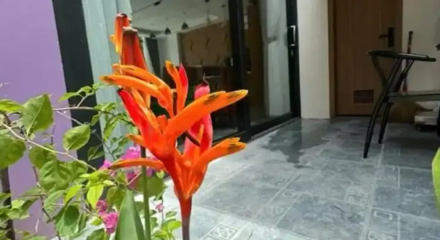 Вилла Deluxe M Villa - Flamingo Hải Tiến