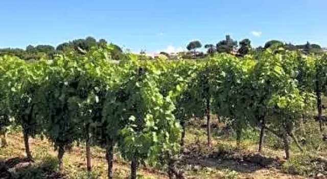 Domaine de Peilhan