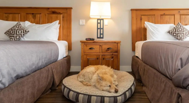 Standard quadruple chambre Red Tree Lodge