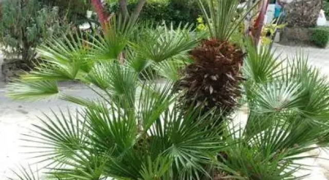 Номер Standard Sa Branda Costa Country Alghero