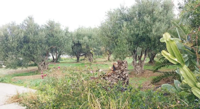 Вилла Ioannas Villa 10 minutes walking from sea