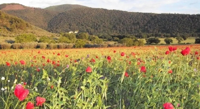 Agriturismo L'Ulivo