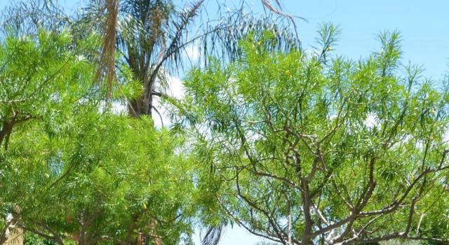 Sonoran Suites of Palm Springs at Canterra