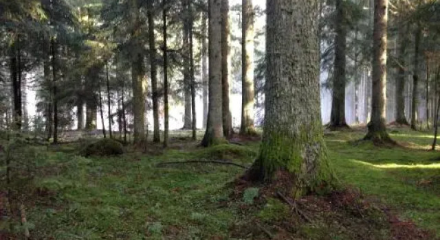 Pension Altvogtshof, Prenota Hotel Eisenbach Foresta Nera