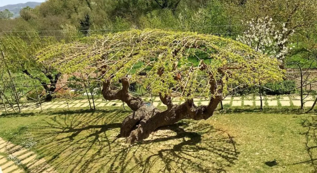 Апартаменты с видом на сад Agriturismo I Gelsi di Santa Cristina