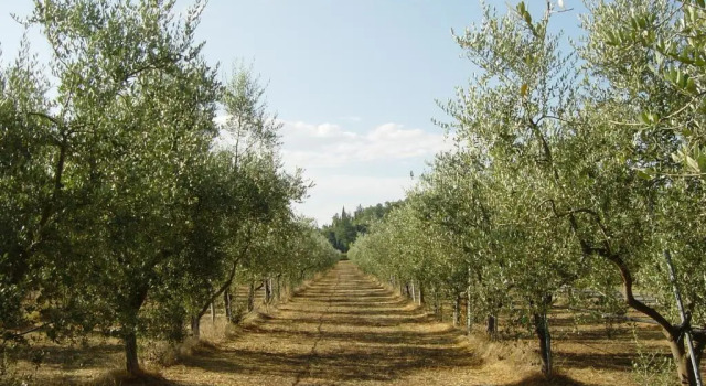 Agriturismo Il Selvino, Book Landbrugsophold Terricciola Toscana