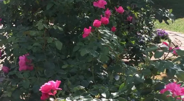 Rose Garden Studio, Book Apartment Giverny 
