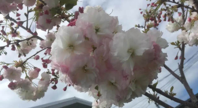 Апартаменты с 2 комнатами Cherry Blossom Apartment
