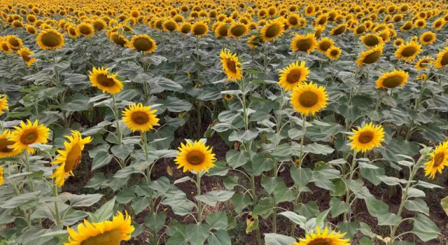 Коттедж Podere San Bernardino