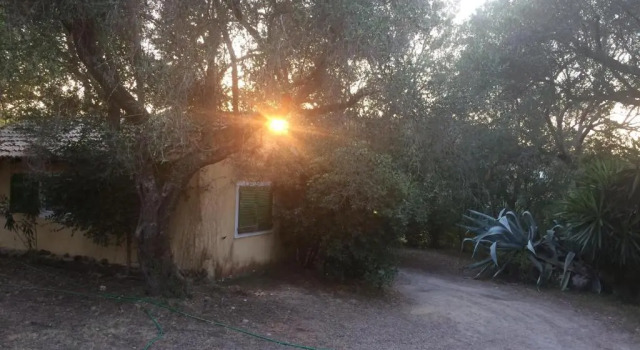 Коттедж House in the Olive Garden