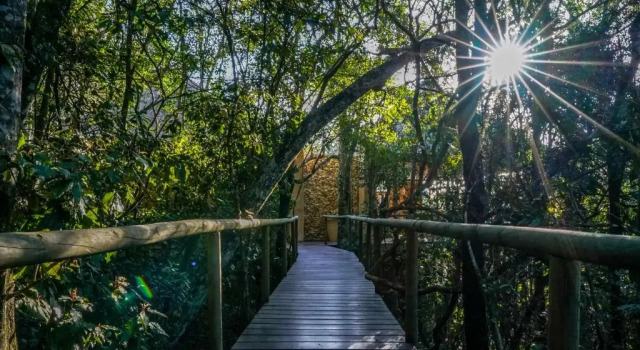 Номер Executive Trogon House and Forest Spa