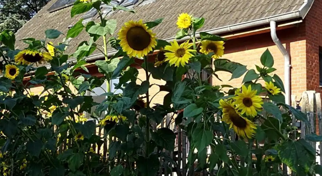 Peanuts Hostel & Meer, Réserver Auberge de jeunesse Auberges de jeunesse à Schleswig-Holstein, Auberge de jeunesse