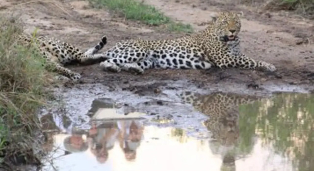 Umkumbe Safari Lodge, Réserver Hôtel Kruger National Park Le Mpumalanga