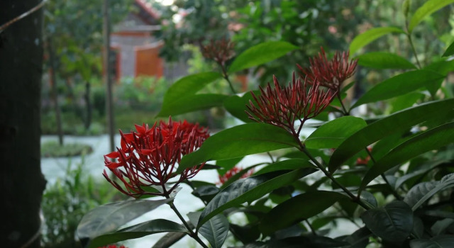 Двухместный номер Luxury Tam Coc Thanh Dat Homestay