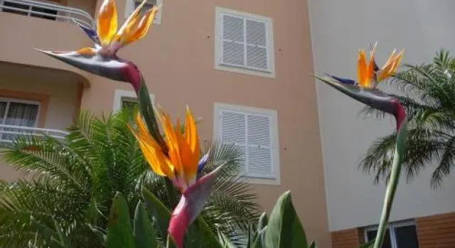 Apartamento Funchal Sunshine, Rezervovat Apartmán Hotely v Madeirã s parkováním, Parkování