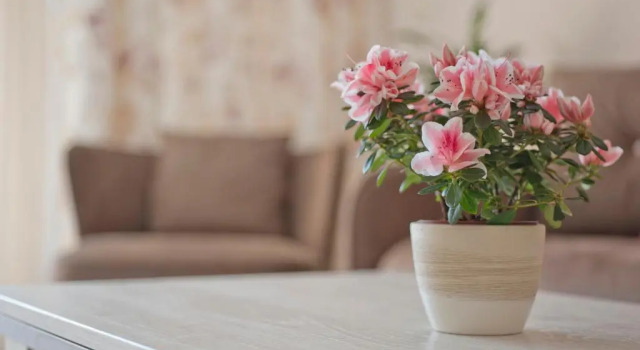 Апартаменты Comfort Apartments Aleksandar