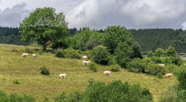 Двухместный номер Standard B&B Sauerland TCF