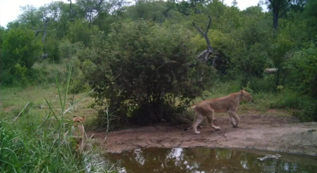 Коттедж Antares Bush Camp & Safaris - Hostel