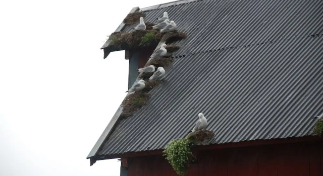 Salteriet, Rezerwuj Pensjonat Sorvagen 