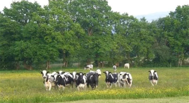 LLANGADOG, Забронировать Отель Ллангадог Brecon Beacons