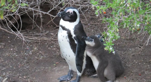 Студия с видом на море Penguins View Guesthouse