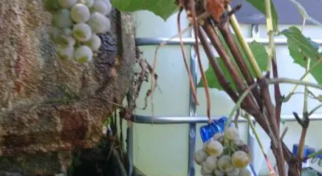 Podere Isabella