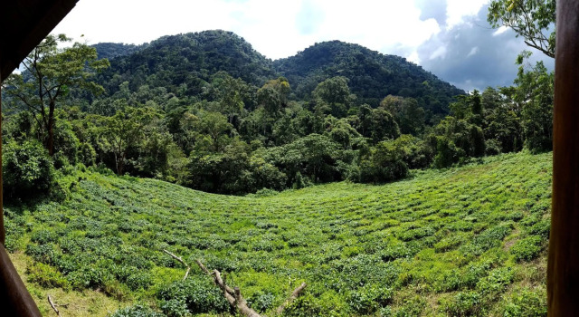 Bwindi Guest House, Réserver Maison d'hôtes Kanungu Kinkiizi