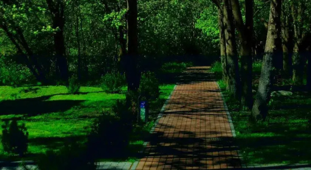 Pine Forest Lux