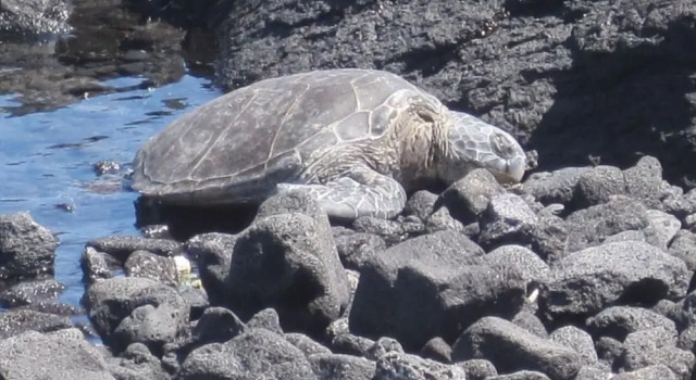Коттедж Kona Shores