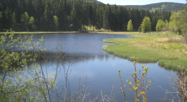 Апартаменты Apartment Eisenhauer in Schluchsee