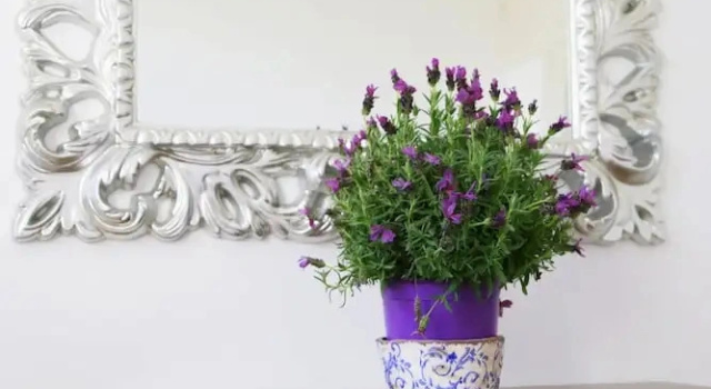 Люкс Luxury Villa Angelina